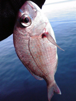 小魚日和