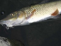ナマズ釣り