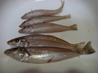 釣行－今度はライトに・・・