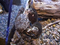 ゴビウス