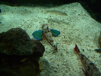 ゴビウス