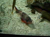 ゴビウス