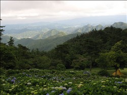 紫陽花