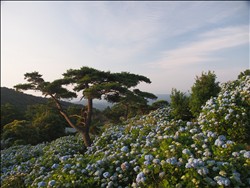 大野アルプスランド　～ そろそろ、紫陽花かな ～　part2