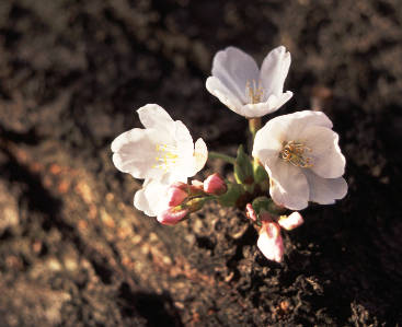 　桜　…