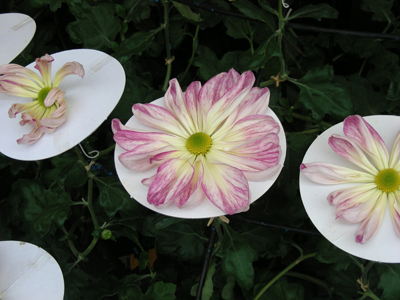 大輪の菊