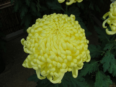 大輪の菊