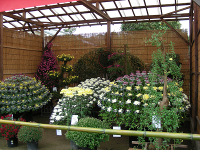 笠間稲荷菊祭り