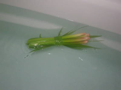 菖蒲湯