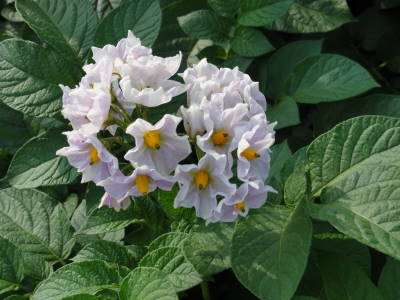 じゃがいもの花