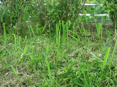 雑草は手抜きはだめです