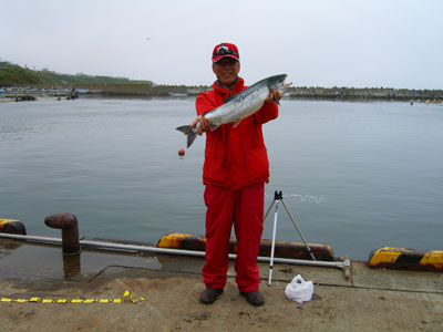 鮭が釣れました