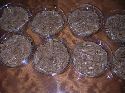 榎茸の佃煮