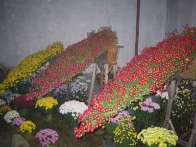 笠間菊祭り