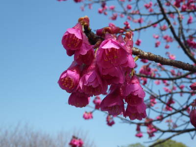 寒緋桜