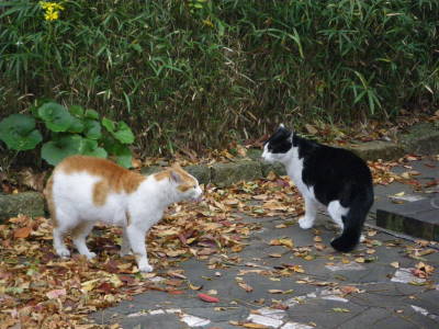 キャンピングカー2103号の旅 猫の縄張り争い