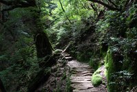 the floating Alps　もののけの森と白谷山荘