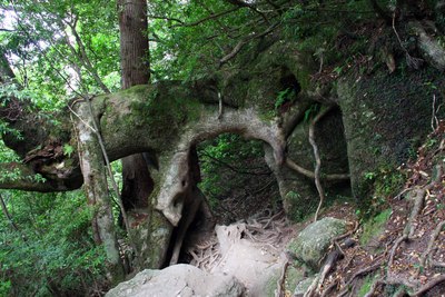 the floating Alps　森への旅立ちの朝