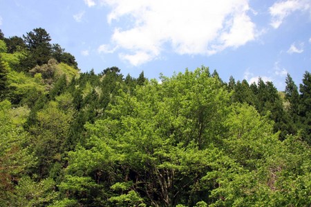 由良川源流紀行・・・芦生の原生林を歩く！