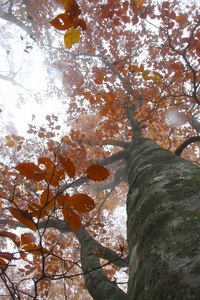 関西百名山　秋の明神平と桧塚＾＾