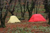 艶やかな落ち葉の道を下山～♪