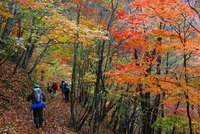 艶やかな落ち葉の道を下山～♪