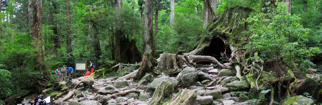 the floating Alps　森への旅立ちの朝