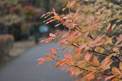 南アルプス三景園ＡＣ
