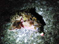 2009/02/07