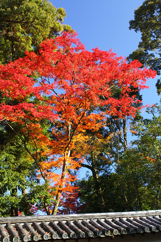 京都　醍醐寺の紅葉