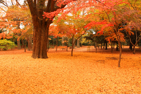 京都　最後の紅葉