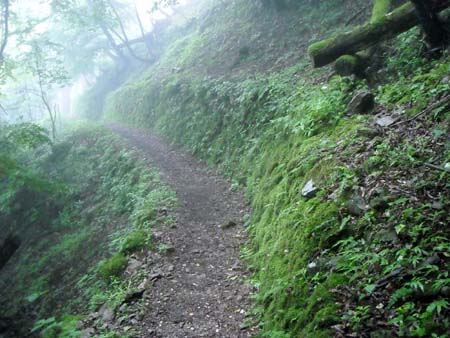 やっぱり降るのね 川苔山(単独 日帰り)　09/08/01