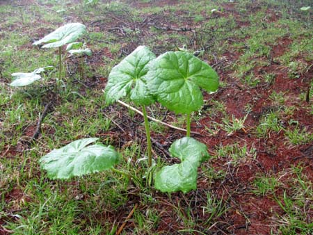 二厘咲きの千本ツツジ。。。(単独日帰り)　10/05/30