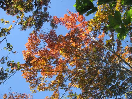 天祖山、長沢山、雲取山(単独日帰り)　10/10/11