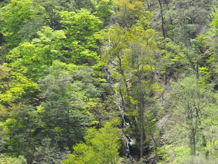 いつもと違うルートで雲取山(単独日帰り)　09/05/09