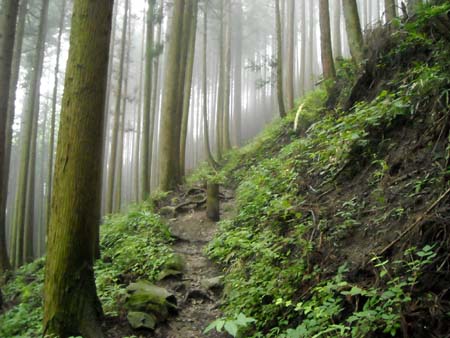 やっぱり降るのね 川苔山(単独 日帰り)　09/08/01