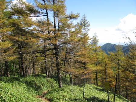 天祖山、長沢山、雲取山(単独日帰り)　10/10/11