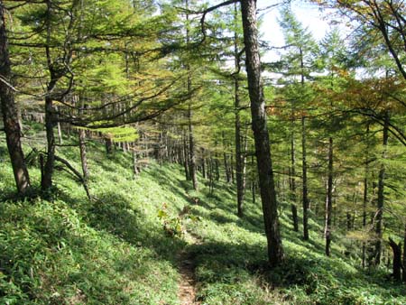 天祖山、長沢山、雲取山(単独日帰り)　10/10/11