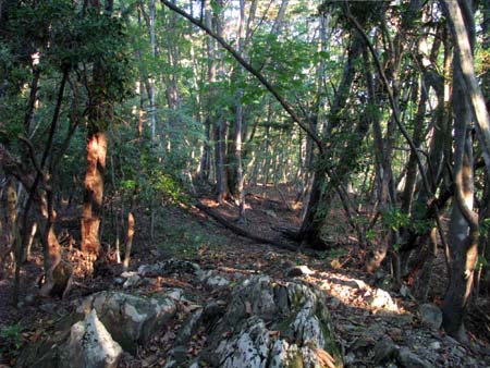 天祖山、長沢山、雲取山(単独日帰り)　10/10/11