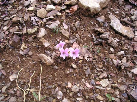 鷹ノ巣山(単独日帰り)　08/04/20