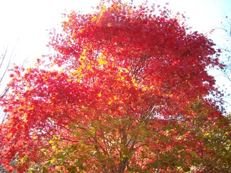 家族で紅葉狩り。