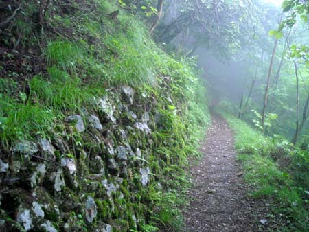 やっぱり降るのね 川苔山(単独 日帰り)　09/08/01