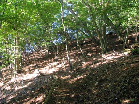 天祖山、長沢山、雲取山(単独日帰り)　10/10/11