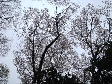 里山花見。