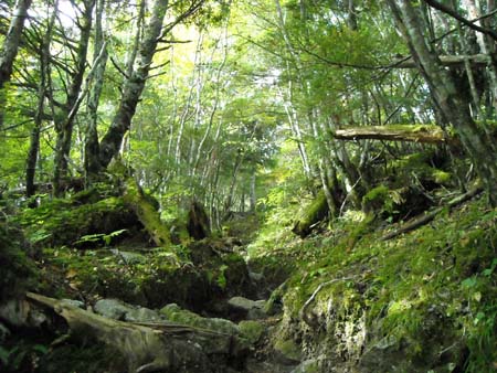 鳳凰山 地蔵岳(単独日帰り)　09/09/26