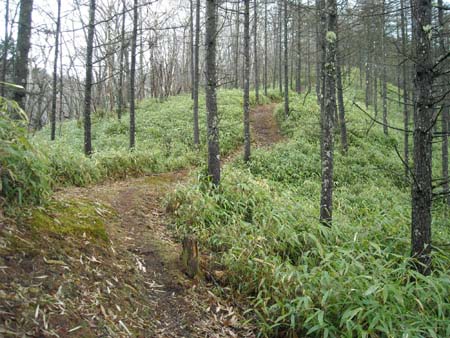 唐松尾山、将監峠(単独日帰り)　09/04/26