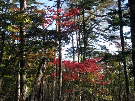 天祖山、長沢山、雲取山(単独日帰り)　10/10/11