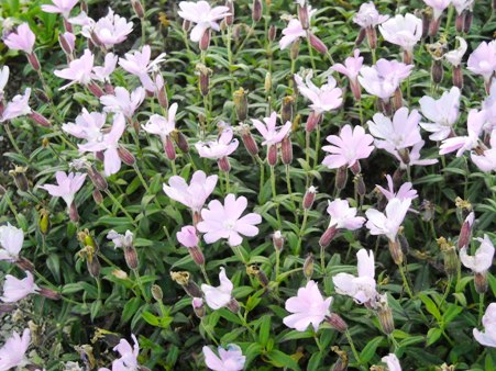 南ア縦走の時の花。