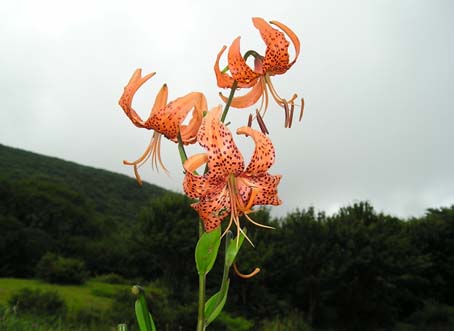 吾妻山、烏帽子山、比婆山(単独日帰り)　08/08/28