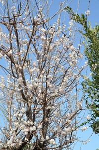 桜咲く